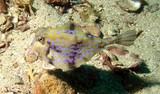 Tetrosomus gibbosus Trunk fish Oman Sea underwater photography