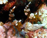  Thor shrimp oman sea diving norther musandam white spot on queue