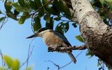 Todiramphus sanctus martin pecheur Nouvelle-Calédonie oiseau sur une branche mangrove