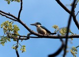 Todiramphus sanctus martins-chasseurs sacré plumage bleu ventre blanc bec pointu et droit