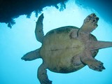 Underwear turtle without panty Daymaniyat Islands Nature Reserve - Mascate - Oman