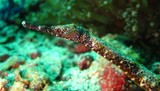 Double-ended pipefish - sultanate of oman