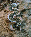 tridacna Crocea Clam Boring Crocus New Caledonia diving island shell collection