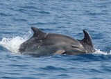 Grand dauphin Tursiop Méditerranée Delphinidé delphinarium espèce menacée 