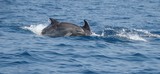 Grand dauphin tursiop Méditerranée saut hors de l'eau