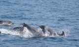 Grand dauphin tursiop Méditerranée flipper le dauphin serie tele