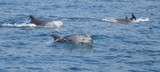 Grand dauphin Tursiop Méditerranée