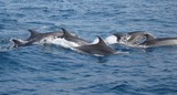 Grand dauphin roaz corvineiro Tursiop Méditerranée photographie image maritime