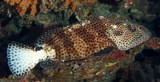 Epinephelus maculatus Highfin grouper New Caledonia hexagonal shapes only on adults