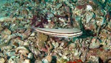 Valenciennea helsdingenii Twostripe goby Musandam Dibba Oman diving