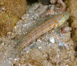 Valenciennea puellaris Gobie dormeur à taches orange poisson du lagon Calédonien identification