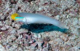 Valenciennea Strigata Gobie à raies bleues Nouvelle-Calédonie poisson du lagon