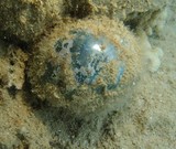 Valonia ventricosa algue bulle de Nouvelle-Calédonie diving New Caledonia sailor's eyes ball sea pearl Perla de mar