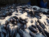 Thon en provenance de la mer d'Oman