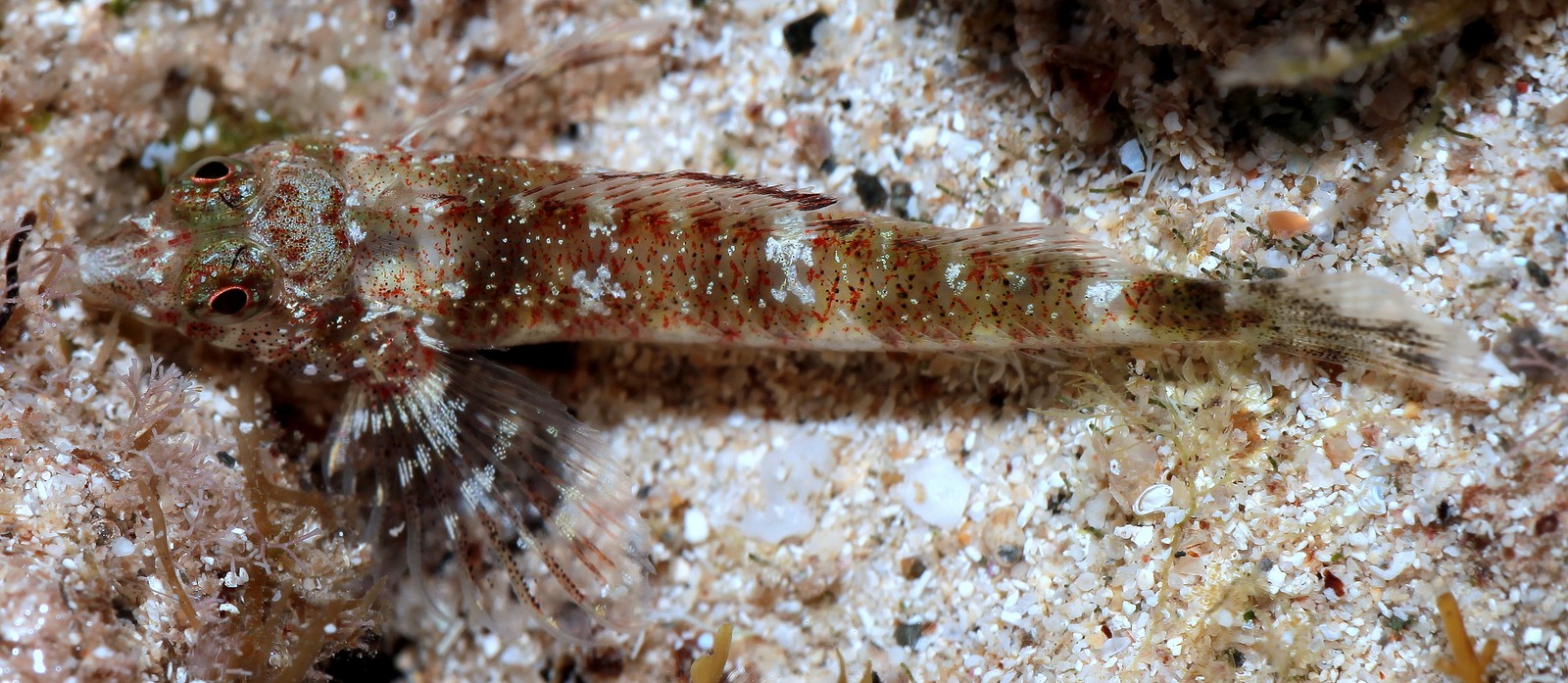 ENNEAPTERYGIUS SP