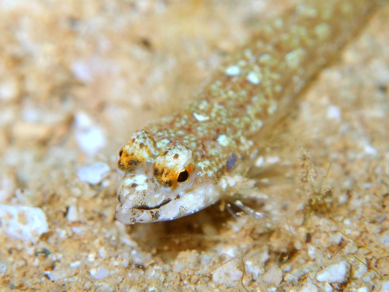 CALLIONYMUS ENNEACTIS (BLEEKER, 1879)