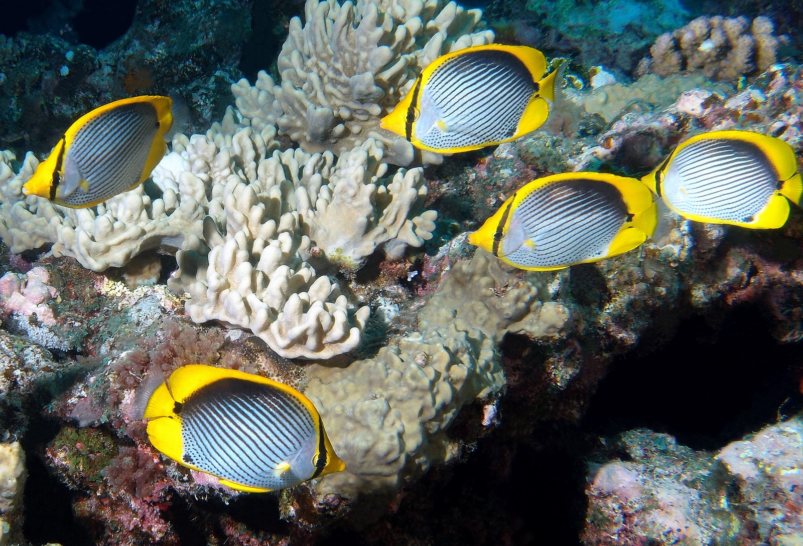 CHAETODON MELANNOTUS (BLOCH & SCHNEIDER, 1801)