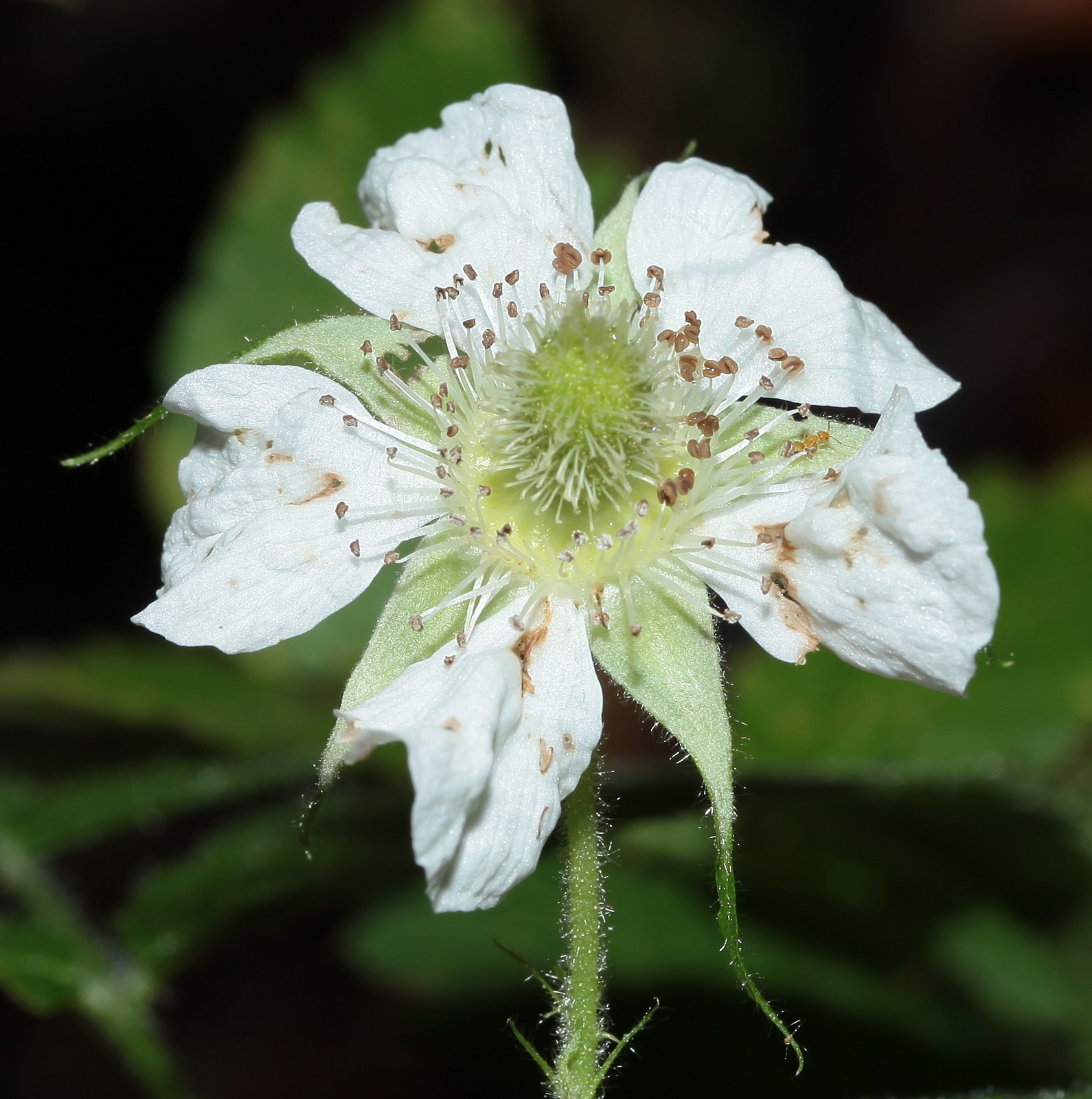 Image result for Rubus rosifolius var. coronarius flower