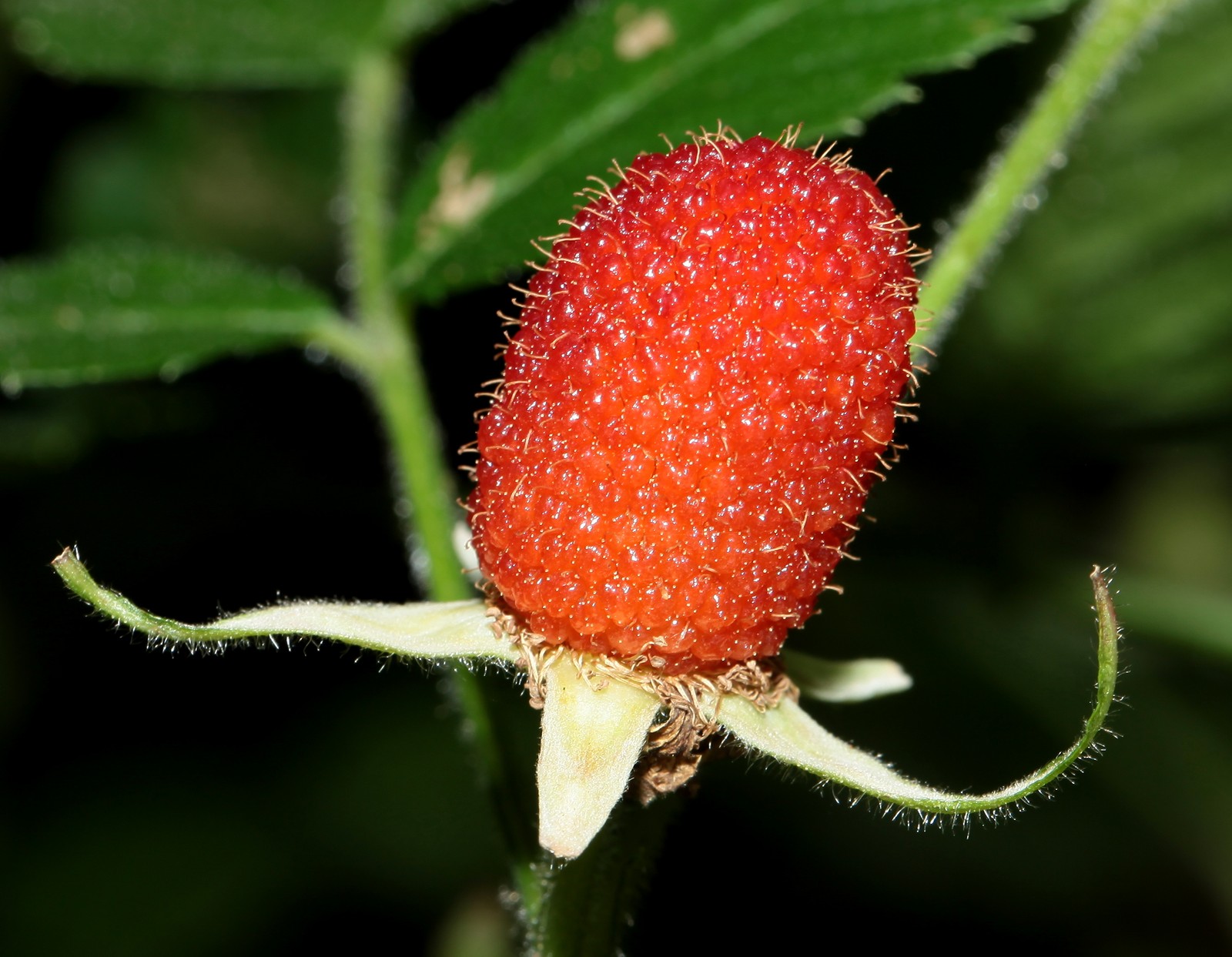 Framboise, Fruits