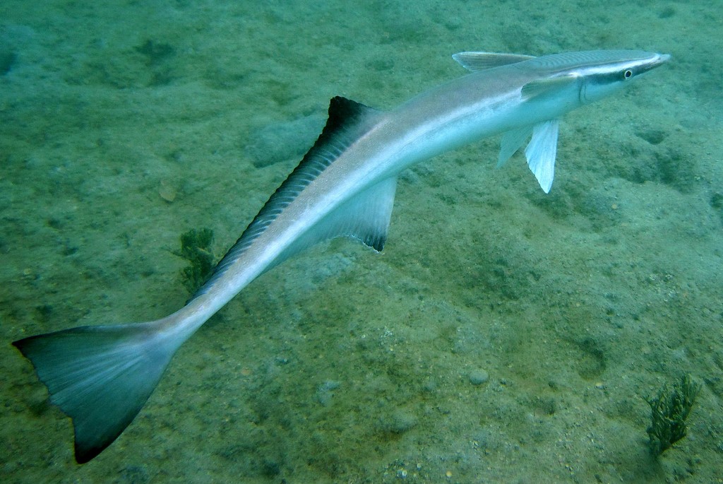 Echeneis naucrates Kobanzame コバンザメ ニューカレドニア