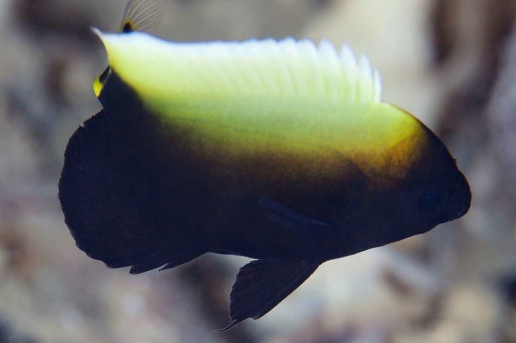 Chaetodontoplus conspicillatus Conspicuous angelfish Juvenile New Caledonia lagoon