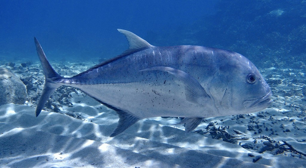 Caranx ignobilis Giant trevally New Caledonia Popular commercial gamefish