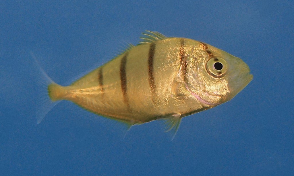 Gnathanodon speciosus Carangue jaune juvénile Nouvelle-Calédonie masqué par une bande noire oblique