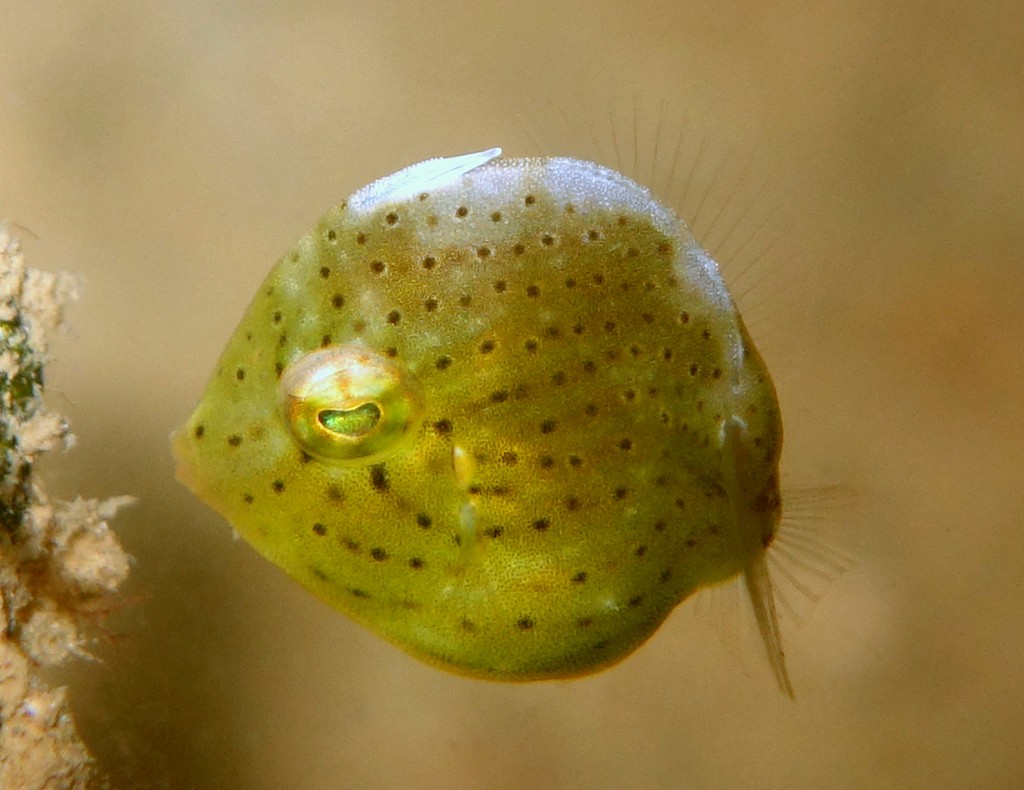 Brachaluteres jacksonianus Southern pygmy leatherjacket New Caledonia circular body