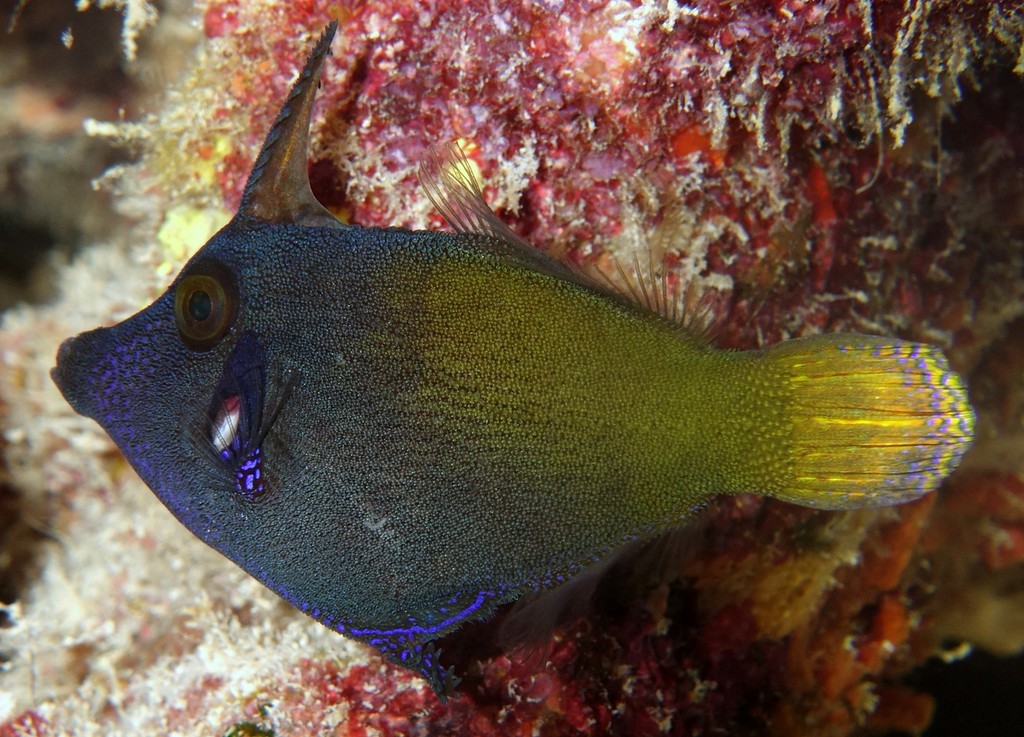 Pervagor janthinosoma Poisson lime à barre noire Nouvelle-Calédonie couleur varie du brun chaud au noir bleuté