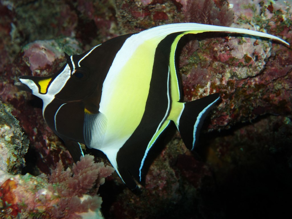 Zanclus cornutus Moorish idole fish New Caledonia photograph
