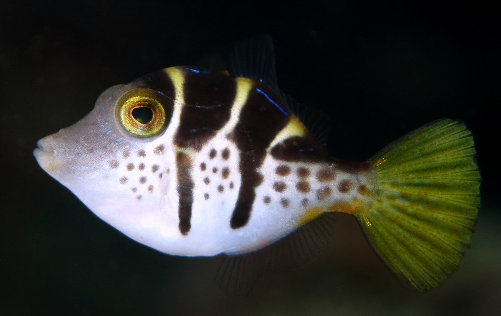 Paraluteres prionurus monacanthe à selles noires juvénile caché dans une comatule Nouvelle-Calédonie