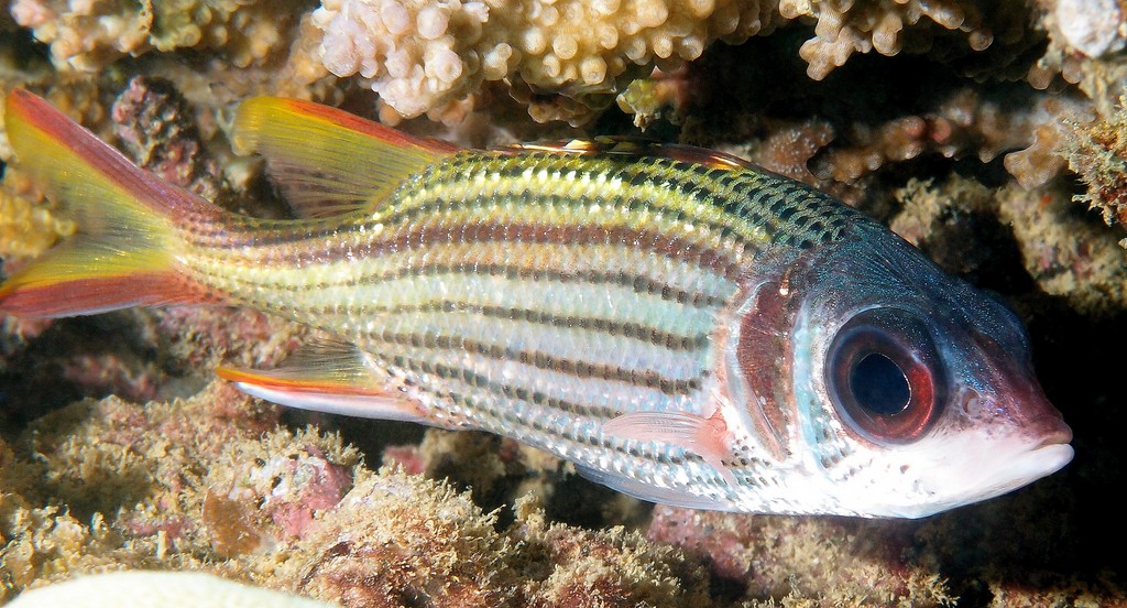 NEONIPHON SAMMARA (FABRICIUS, 1775)