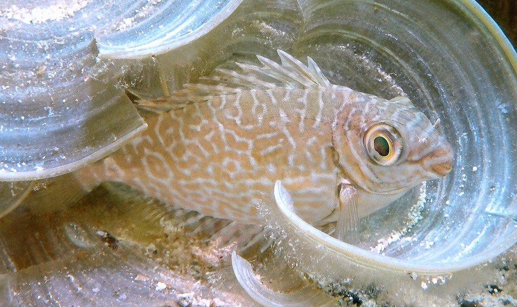 Siganus spinus Poisson-lapin griffonné Nouvelle-Calédonie siganidae famille