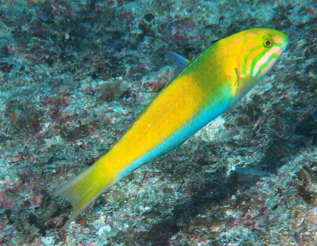 Thalassoma lutescens Yellow-green wrasse Corinae New Caledonian lagoon