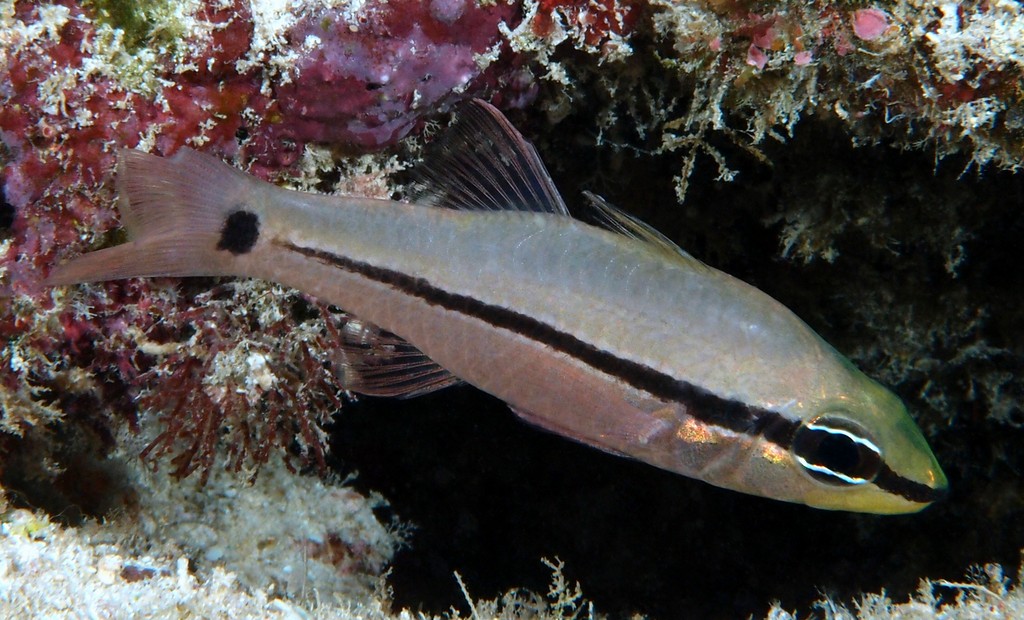 Pristiapogon fraenatus Apogon à bride Nouvelle-Calédonie corps rosâtre avec une ligne noire horizontale