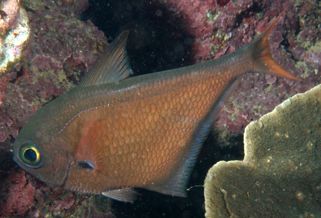 Pempheris oualensis Bronze sweeper Cave Cooper Keeled bullseye Oualan Silver fish New Caledonia Body with scales shiny dark purple
