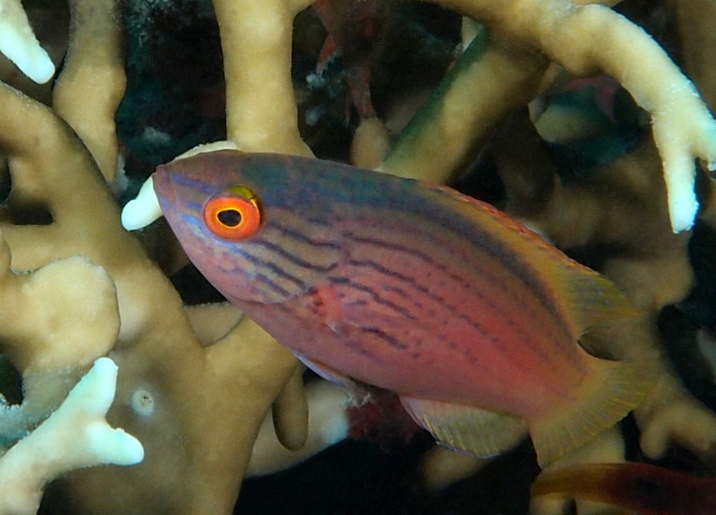 Cirrhilabrus lineatus Lavender fairy-wrasse New Caledonia underwater fauna lagoon