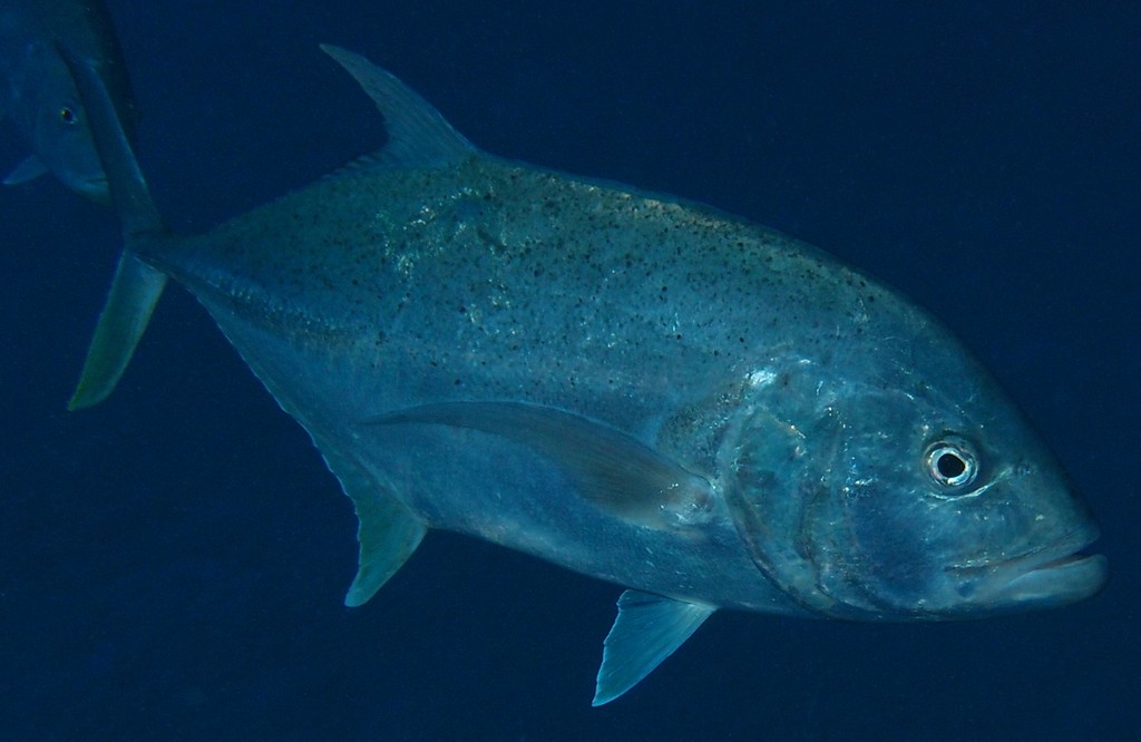 Caranx papuensis Brassy kingfish New Caledonia