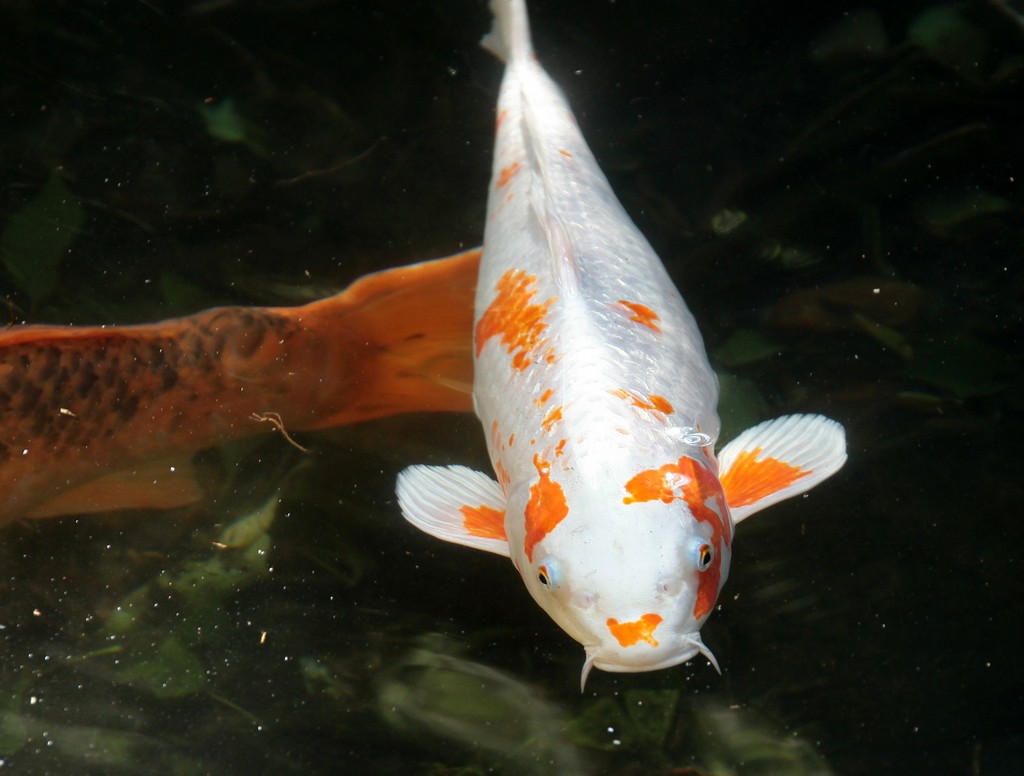 Brocaded carp Koi 鯉 nishikigoi ornamental varietie fish Japan 锦鲤