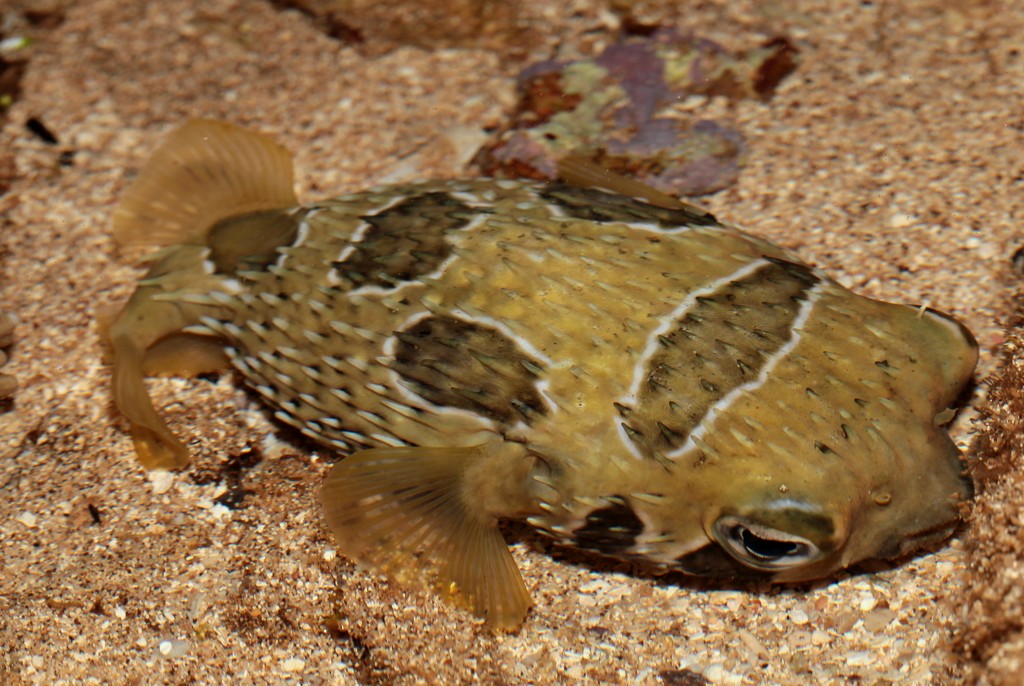 Diodon liturosus Diodon tacheté Nouvelle-Calédonie récif frangeant