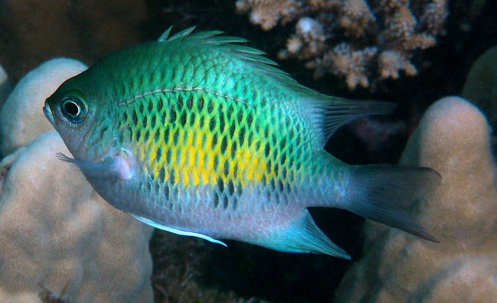 Amblyglyphidodon curacao Staghorn damselfish New Caledonia aquarium