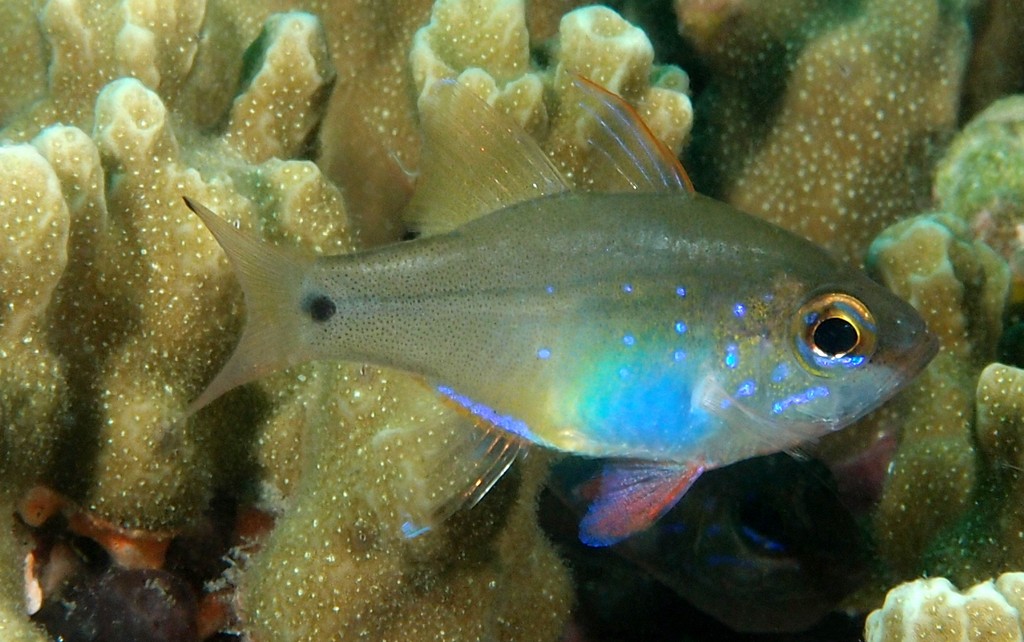 Zoramia flebila New Caledonia distinctive coloration blue in life