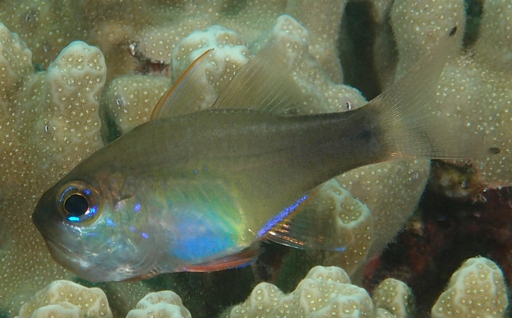 Zoramia flebila New Caledonia Top of head and back greenish gray, overlaid with scattered small melanophores