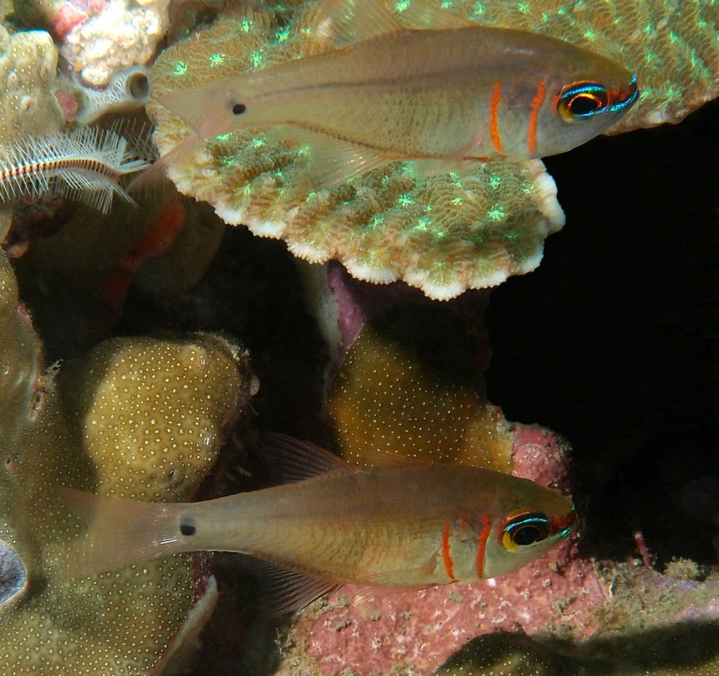 Taeniamia zosterophora Blackbelted cardinalfish New Caledonia two vertical orange stripes over gills and distinctive black peduncular spot