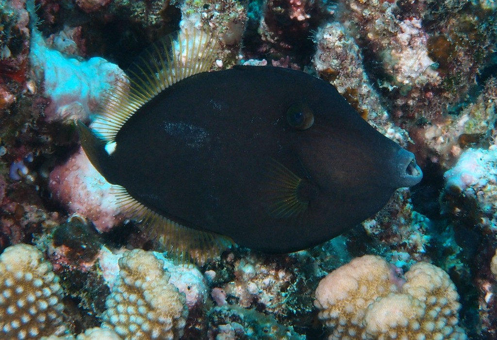 Cantherhines pardalis Honeycomb filefish New Caledonia mottled grey and brown