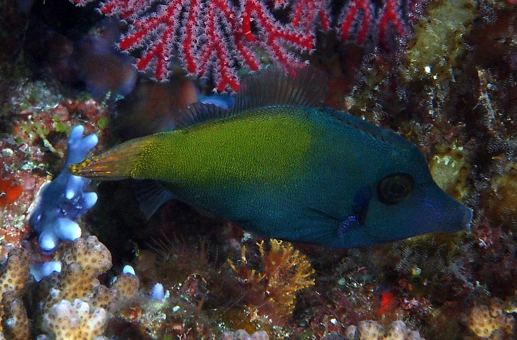 Pervagor janthinosoma Blackbar filefish New Caledonia Iris usually dark brown