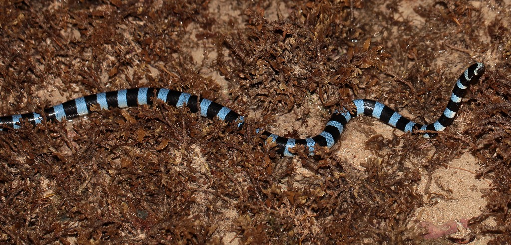 Laticauda laticaudata Banded sea snake New Caledonia scuba diving
