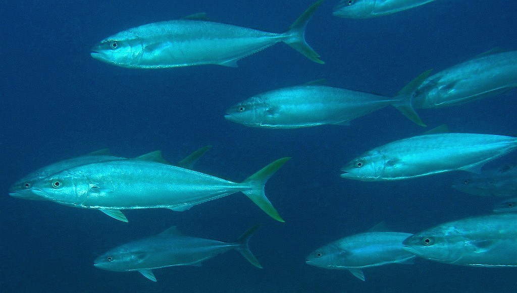 Yellowtail Kingfish Seriola Lalandi With Images Fish