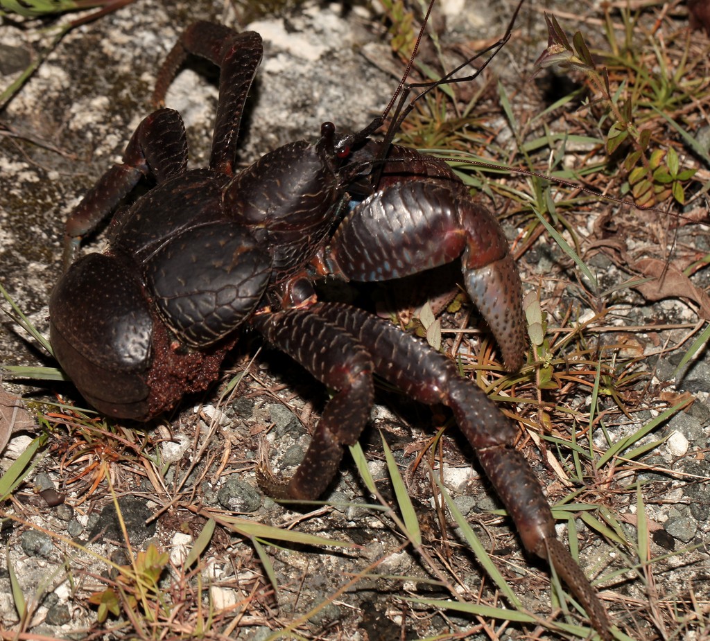 Birgus latro Bernard-l'ermite terrestre Nouvelle-Calédonie Iles Loyauté faune terrestre