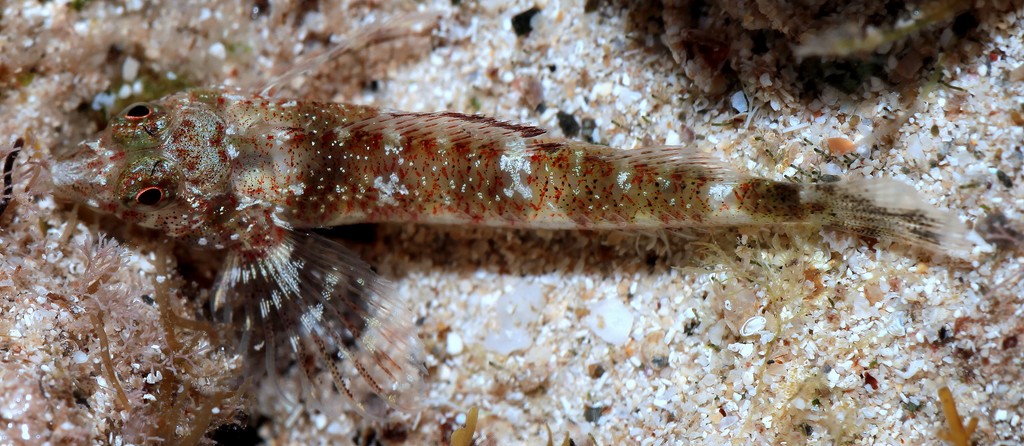 ENNEAPTERYGIUS SP